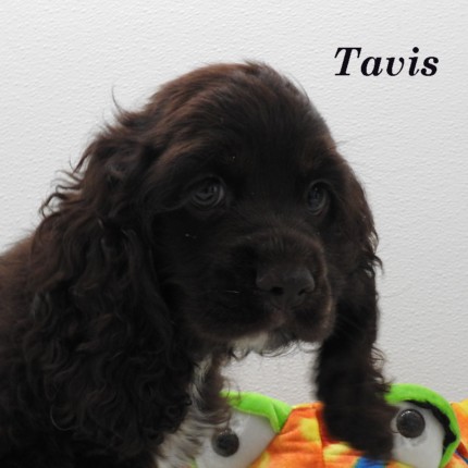 puppy, for, sale, Cocker Spaniel, Joe & Cherri  Overlease, dog, breeder, Miller, MO, dog-breeder, puppy-for-sale, forsale, nearby, find, puppyfind, locator, puppylocator, aca